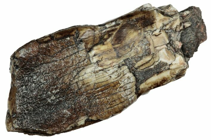 Rare Sauropod (Jobaria) Partial Tooth - Niger #241062